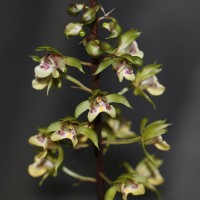 Eulophia pulchra (Thouars) Lindl.
